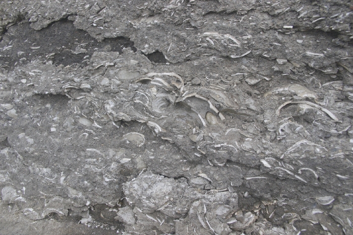 Pr&auml;historische Muschelschichten