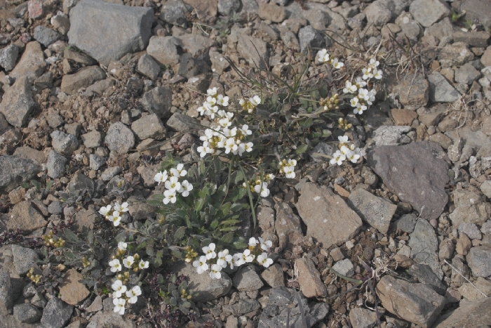 Westfjorde Richtung Latrabjarg