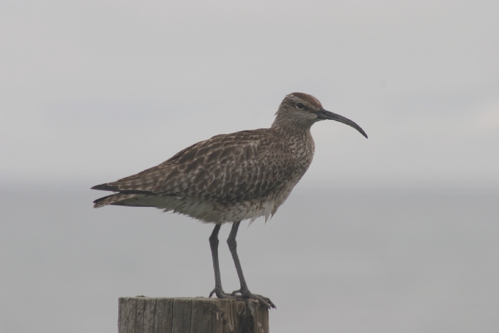 Regenbrachvogel