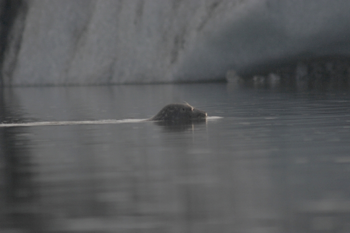J&ouml;kulsarlon - Gletschersee