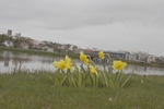 In Reykjavik