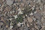 Westfjorde Richtung Latrabjarg
