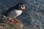 Papageientaucher