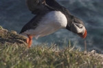 Papageientaucher