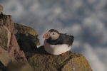 Papageientaucher