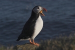 Papageientaucher
