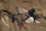 Papageientaucher