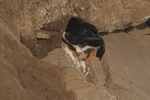 Papageientaucher