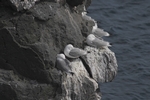 Arnarstapi