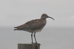 Regenbrachvogel