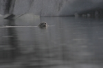 J&ouml;kulsarlon - Gletschersee