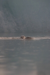 J&ouml;kulsarlon - Gletschersee