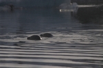 J&ouml;kulsarlon - Gletschersee