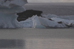 J&ouml;kulsarlon - Gletschersee