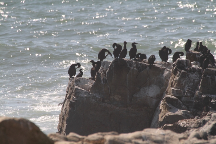 Pescadero State Beach