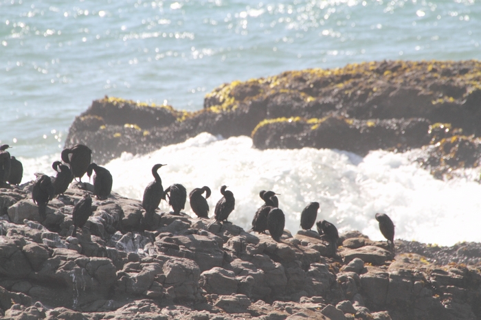 Pescadero State Beach