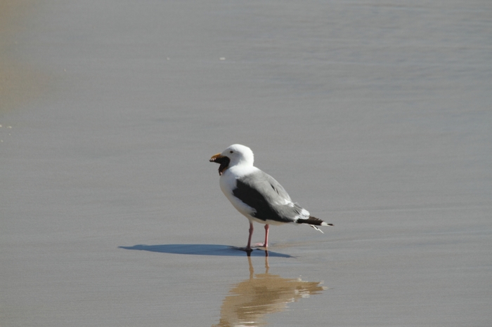 Pescadero State Beach