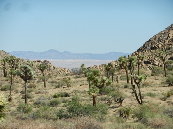 Joshua Tree NP.Josua-Palmlilien