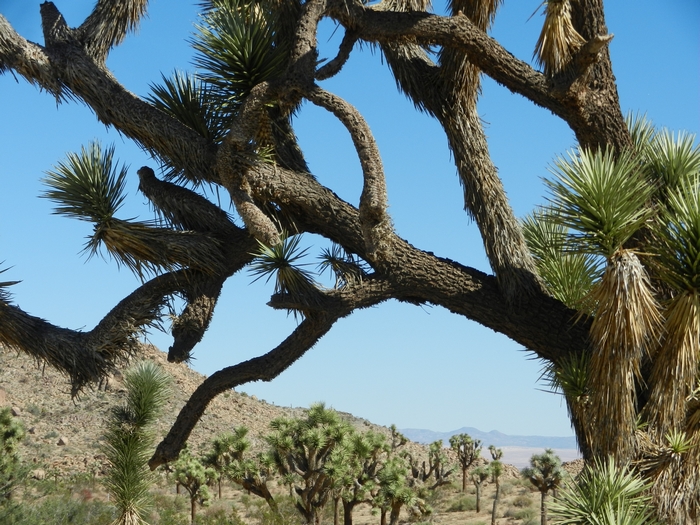 Joshua Tree NP.Josua-Palmlilien