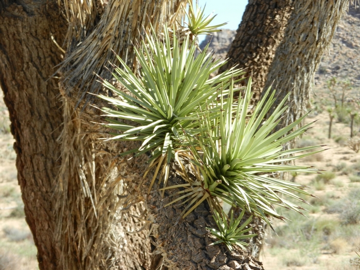 Joshua Tree NP.Josua-Palmlilien