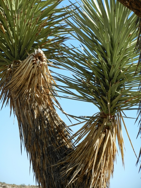 Joshua Tree NP.Josua-Palmlilien