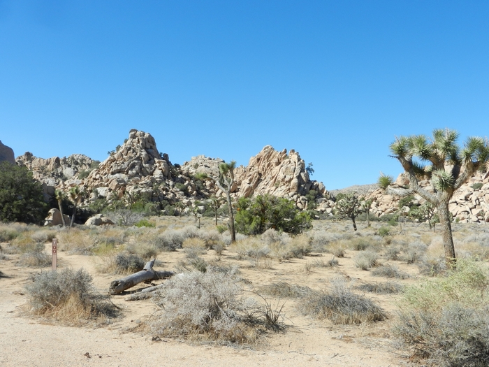 Joshua Tree NP