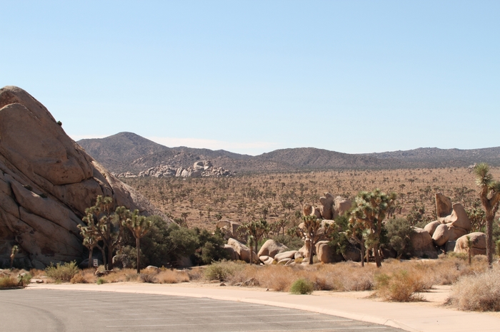 Joshua Tree NP