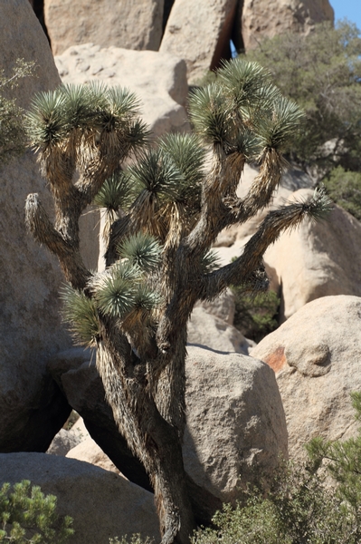 Joshua Tree NP Lost Horse Valley
