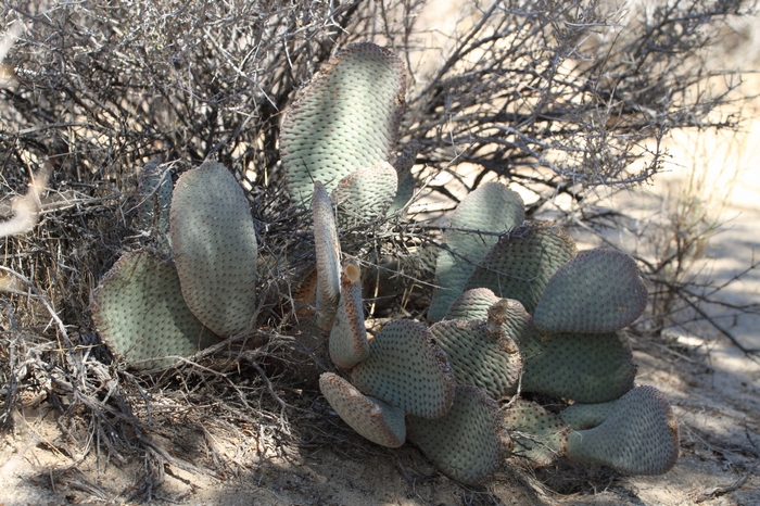 Joshua Tree NP Lost Horse Valley