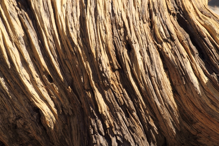 Joshua Tree NP Lost Horse Valley
