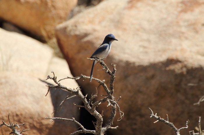 Joshua Tree NP Lost Horse Valley