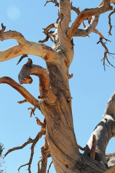Joshua Tree NP Lost Horse Valley