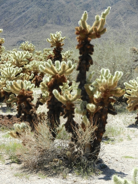 Joshua Tree NP.Teddy-bear Cholla