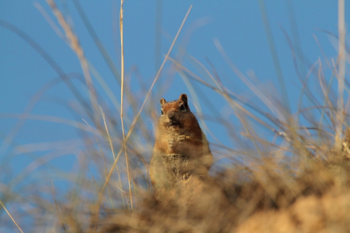 Bryce Canyon.Erdh&ouml;rnchen