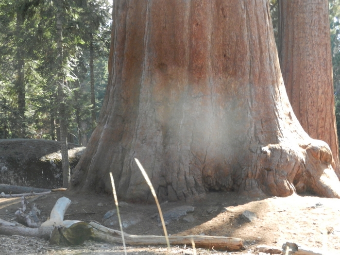 Sequoia NP