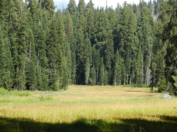 Sequoia NP