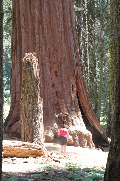 Sequoia NP