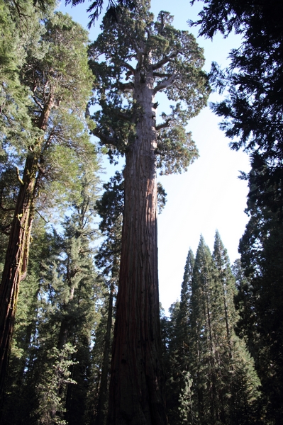 Sequoia NP