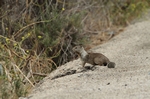 Hwy 1 Cabrillo Erdh&ouml;rnchen