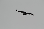 Adler
