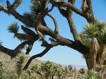 Joshua Tree NP.Josua-Palmlilien