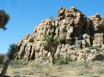 Joshua Tree NP