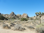 Joshua Tree NP