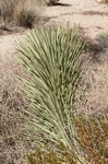 Joshua Tree NP Lost Horse Valley