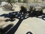 Joshua Tree NP Lost Horse Valley