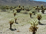 Joshua Tree NP.Teddy-bear Cholla