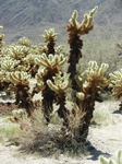 Joshua Tree NP.Teddy-bear Cholla