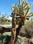 Joshua Tree NP.Teddy-bear Cholla