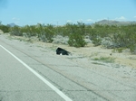 Route 66