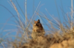 Bryce Canyon.Erdh&ouml;rnchen